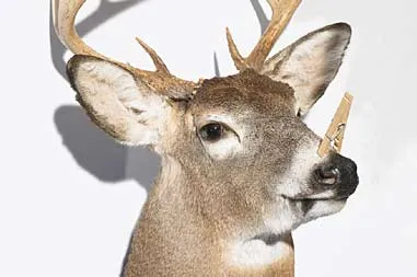 Deer Hunting and Deodorant: Navigating Scent Control in the Wilderness