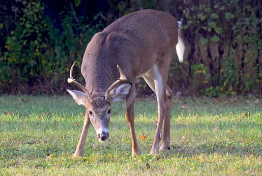 Mastering the Art of Scent Control: How to Hide Your Scent When Hunting