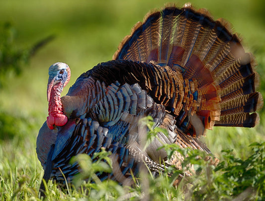 The Thrill of March Turkey Hunts: A Guide for Enthusiasts