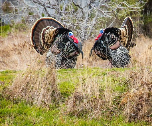 Turkey Hunting for Beginners: Tips and Tactics