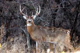 Decoding Deer Vision: Exploring Camouflage, Visibility, and Color Perception